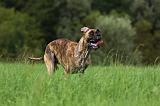 DOGUE ALLEMAND 257